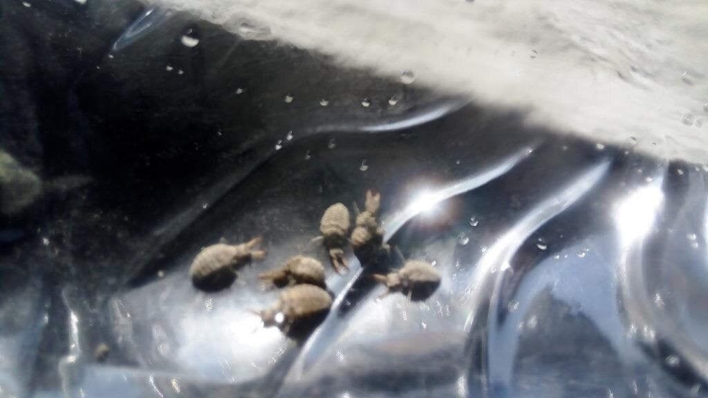 antlion insects.jpg
