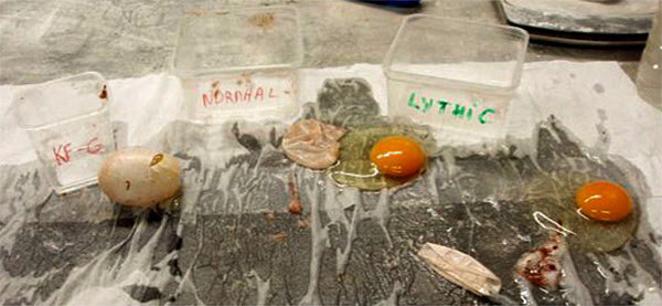 Three Eggs Experiment.jpg
