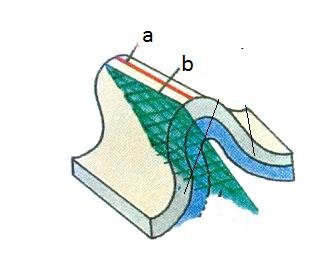 Crest & Axis.jpg