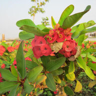 Thajul Millath